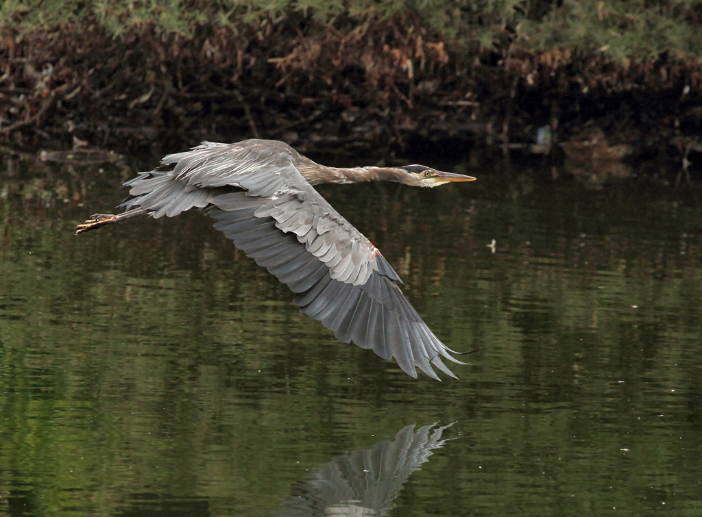 Donate To Wild Bird Trust Of B C Wild Bird Trust Of British Columbia