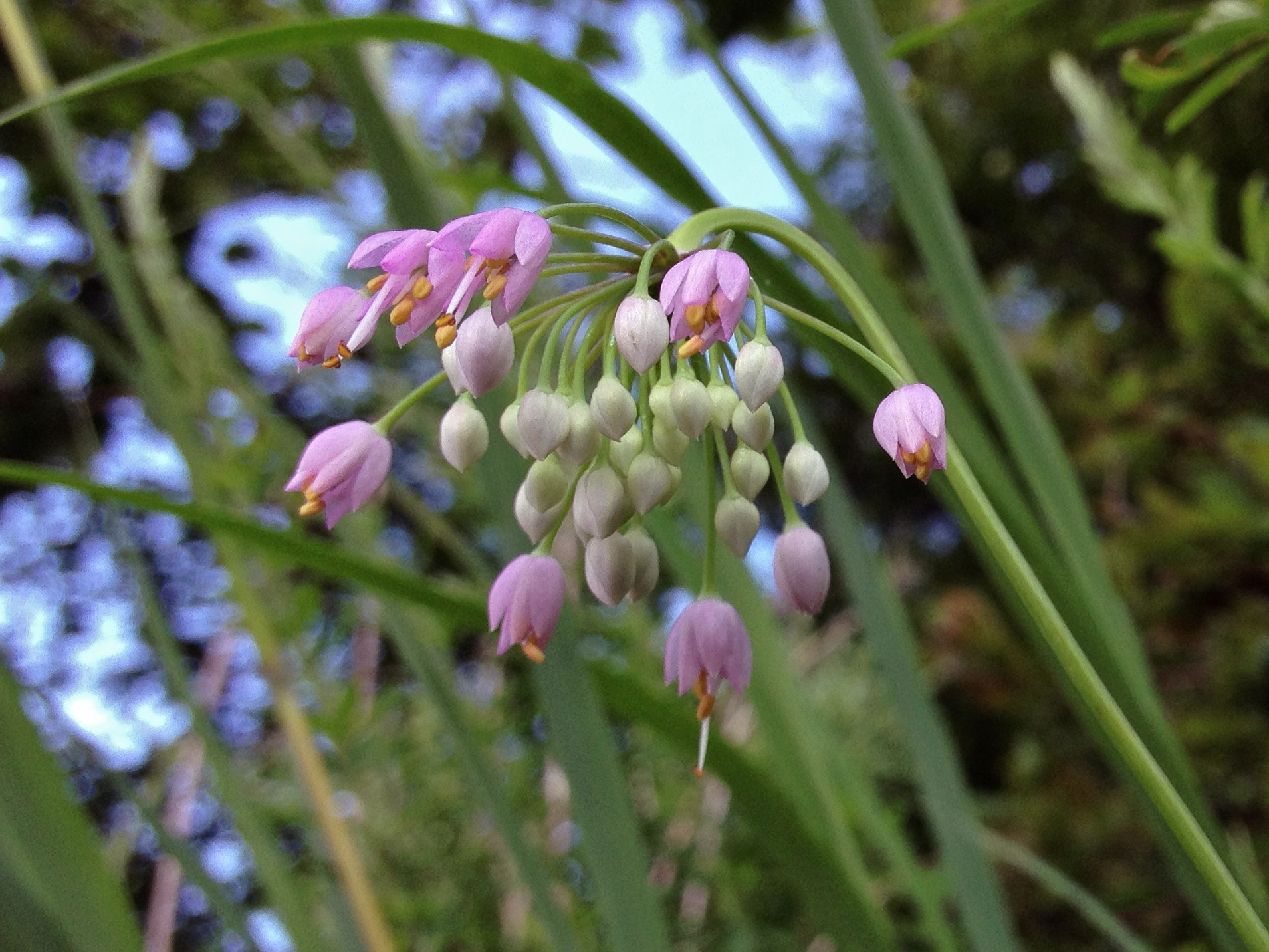 Nodding Onion Seeds Wild Bird Trust of British Columbia