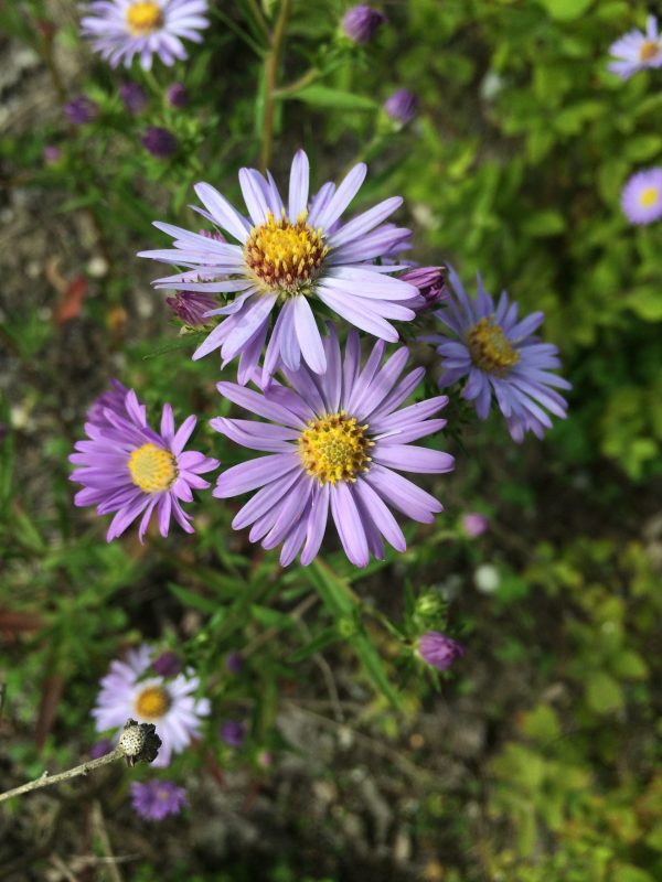 Douglas Aster - Seeds - Wild Bird Trust of British Columbia