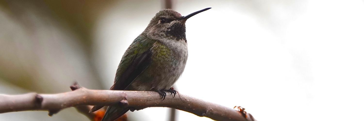 Feeding Hummingbirds In Winter Tips & Tricks Wild Bird Trust of
