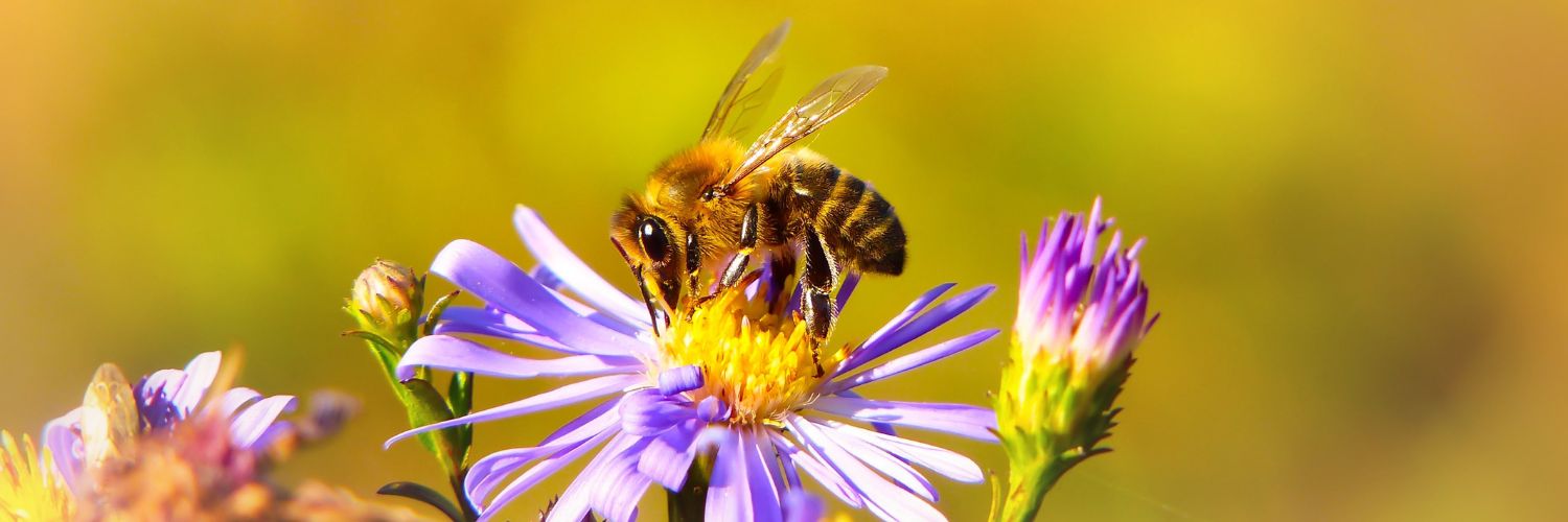 How To Support Bees And Other Pollinators - Wild Bird Trust Of British ...