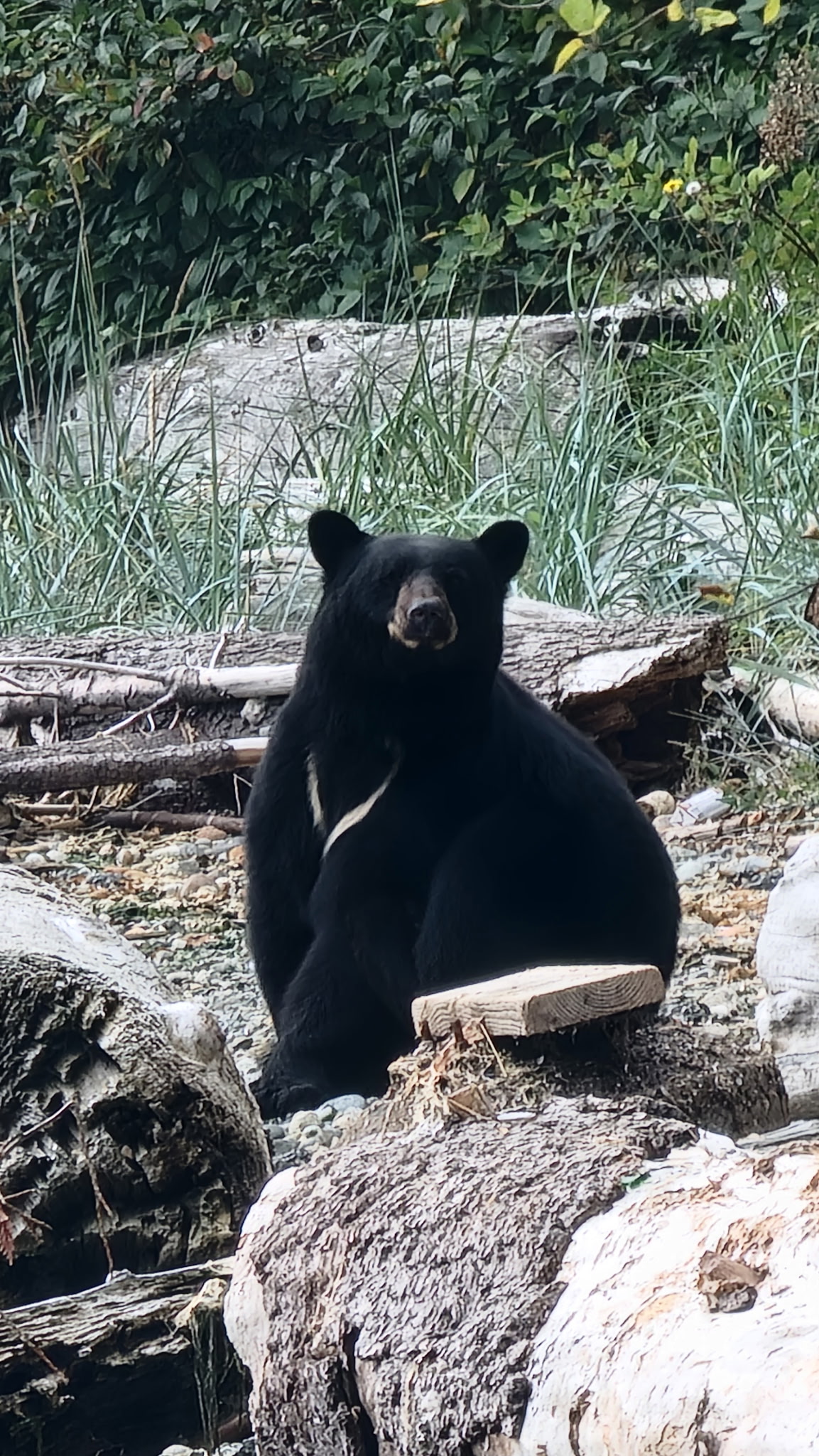 Trails closed for Fall 2026: Bears need to forage due to low berry and ...